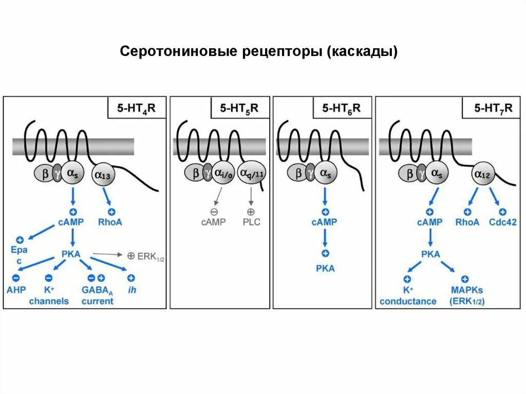 Рецептор это. Альфа и бета рецепторы норадреналина. Рецепторы которые выделяются в особую группу. Рецепторы на мембране клетки. Рецепторы которые выделяются в особую группу.