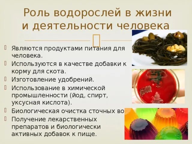 Роль водорослей в жизни человека. Роль водорослей в химической промышленности. Йод в промышленности.