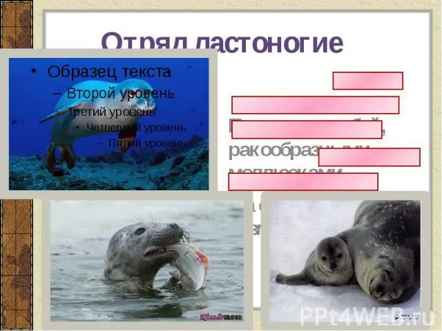 Ластоногие хоботные. Отряд ластоногие и китообразные. отряд ластоногие представители. ластоногие и китообразные таблица. китообразные ластоногие хоботные хищные.