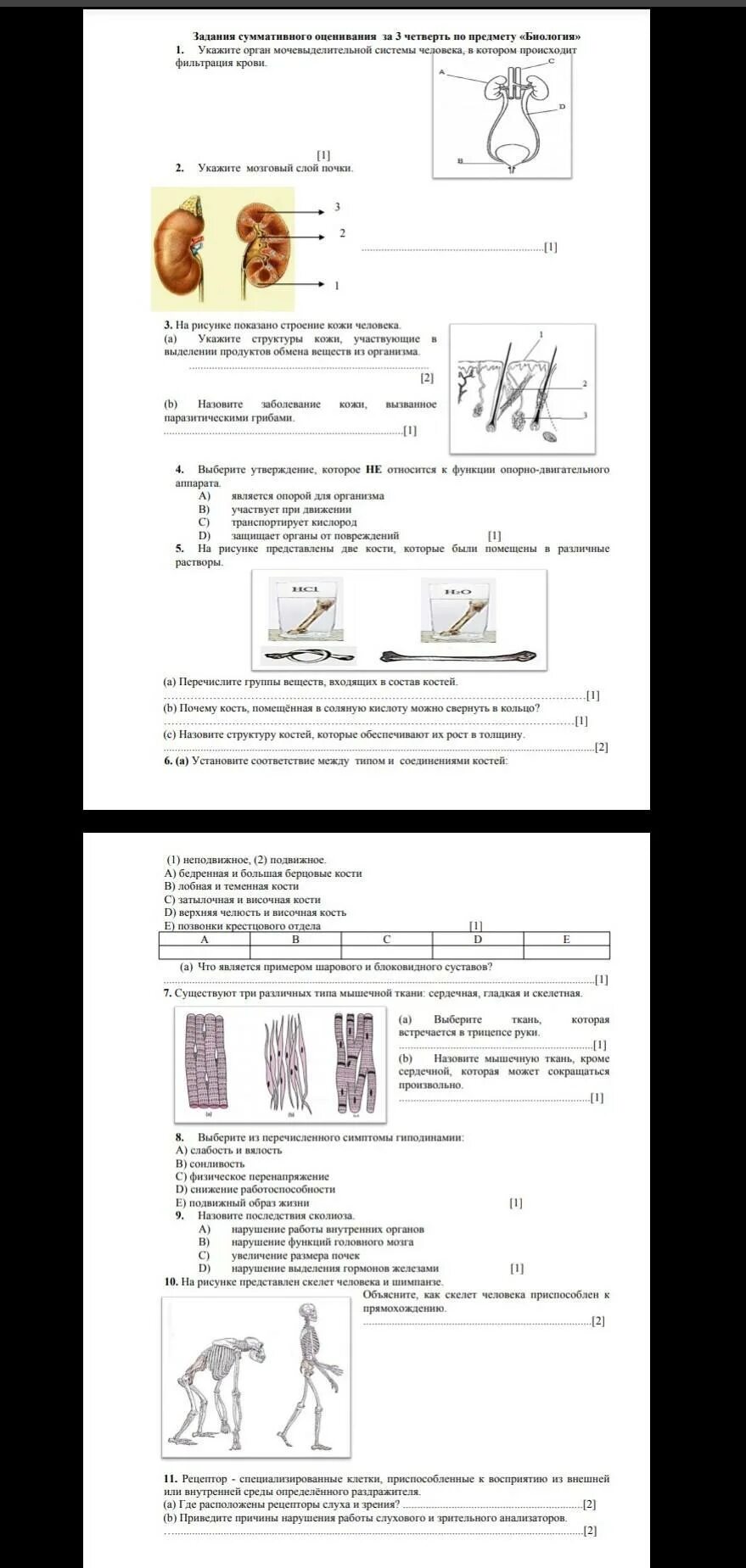 Соч по биологии 11 класс 3 четверть. Сор по биологии 8 класс 3 четверть. Сор по биологии 8 класс 2 четверть. Биология 8 класс 3 четверть. Биология 11 класс соч 2 четверть.