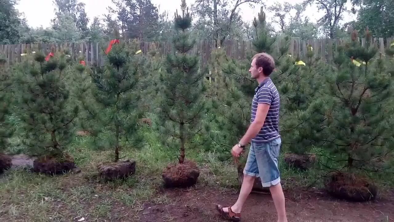 Можно выкопать елку в лесу
