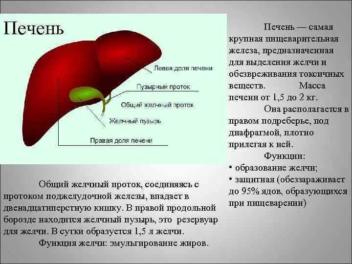 Накапливает желчь. Функции печени. Основные функции печени.