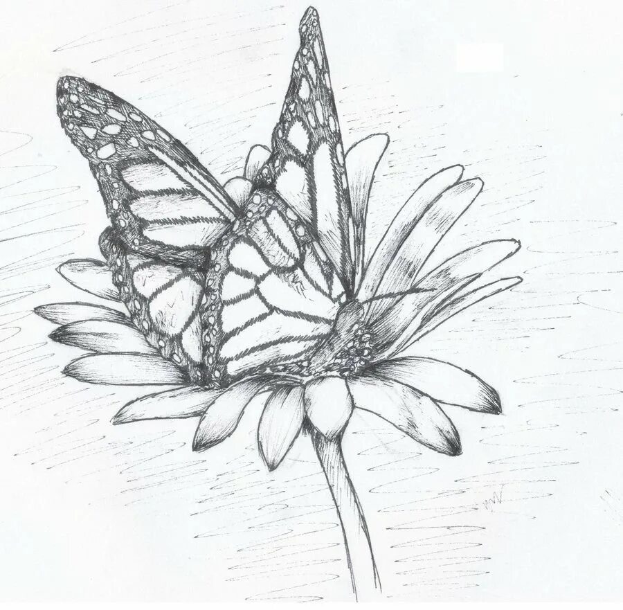 Цветы рисунок карандашом. Бабочка рисунок карандашом. Рисование бабочки. Цветы зарисовки карандашом. Красивые бабочки карандашом