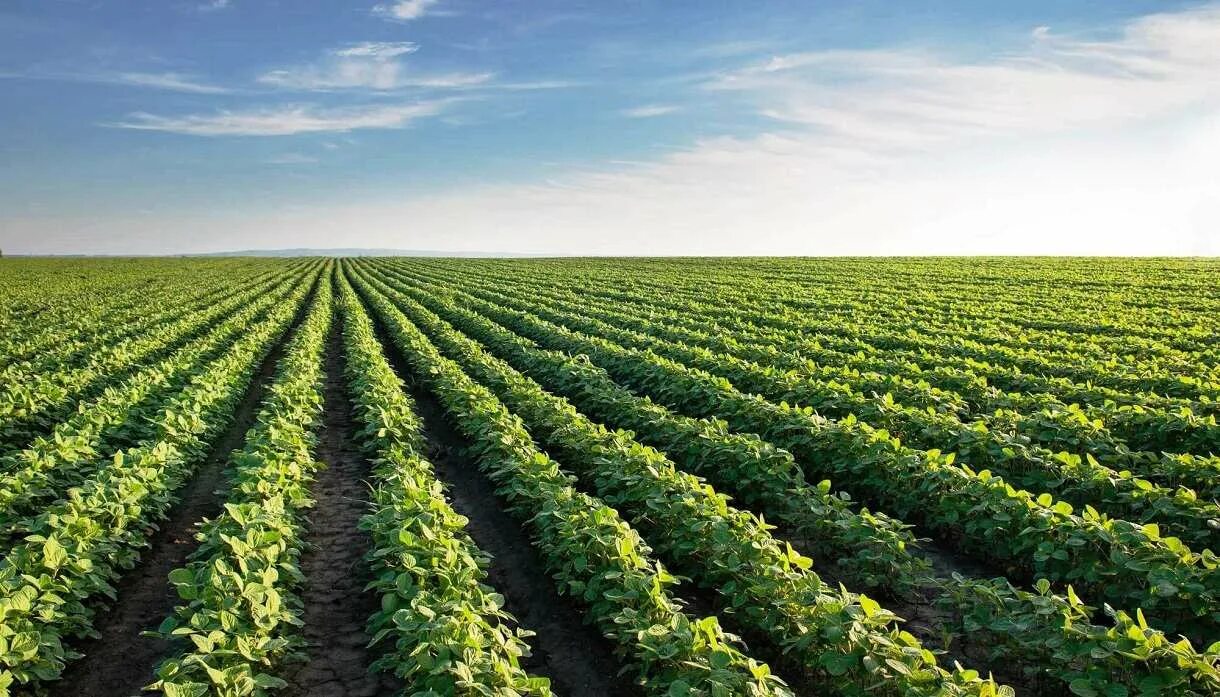 Растениеводство. Плантации сои Monsanto в Румынии. Соя плантации в Краснодарском крае. Земли сельского хозяйства. Картофельная плантация.