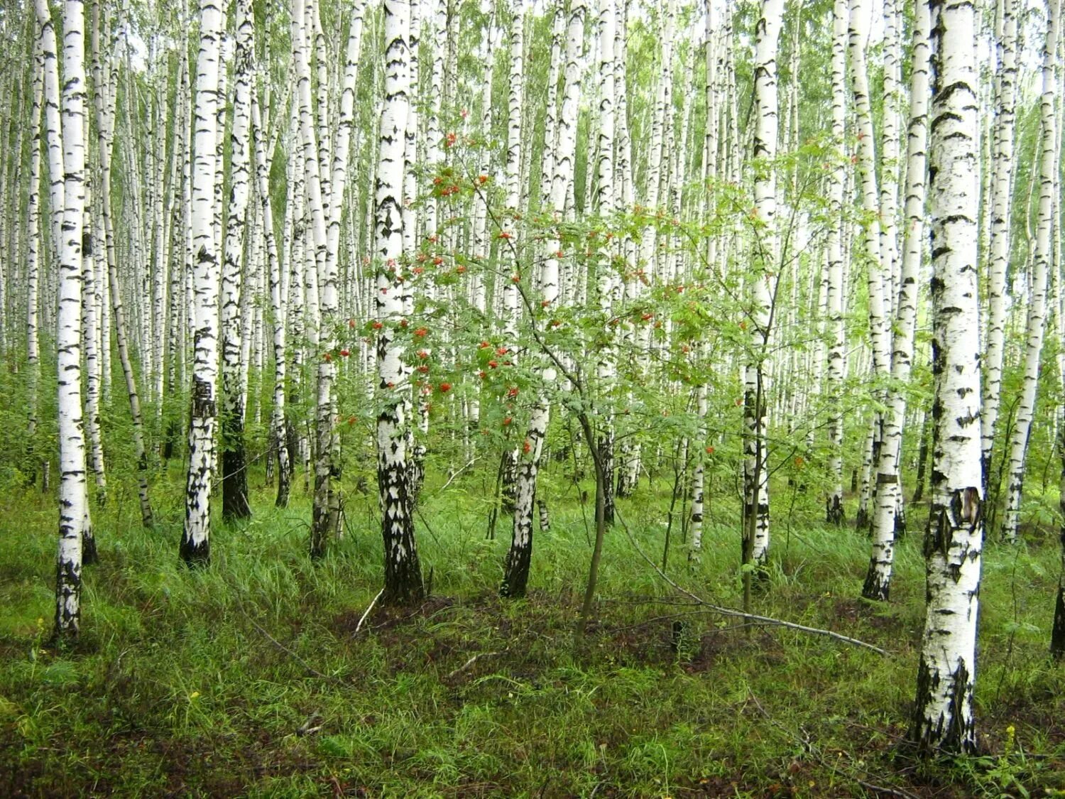 Березняк, Березовая роща. Берёзовая роща Карелия. Фон Березовая роща. Ствол березы фото.