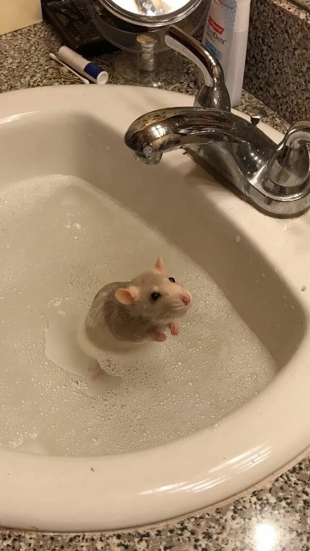 Можно ли мыть мышь. Мышь купается.