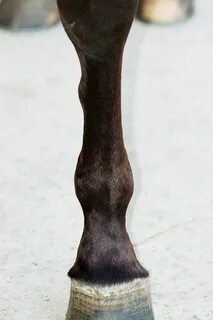 Передняя ножка