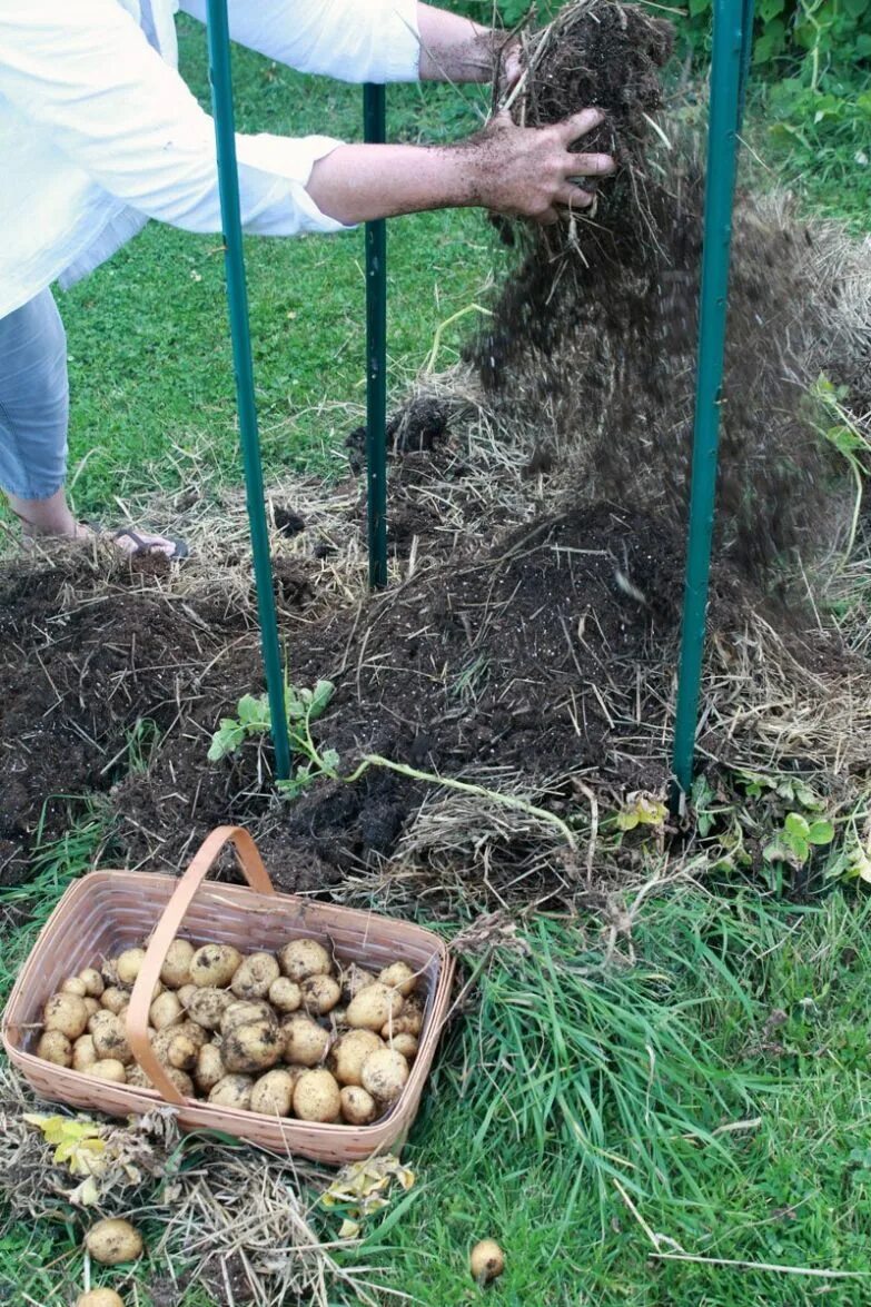 Посадка картошки в домашних условиях. Картофель в огороде. Способы посадки картофеля. Способы посадки картошки. Необычные методы посадки картофеля.