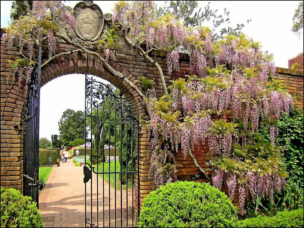 T i garden