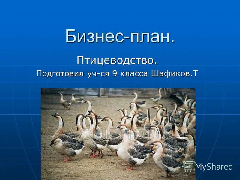 Бизнес план птицефермы 2020. Бизнес план для разведения кур. Бизнес проект птицефабрики. Условия для гусей. План план по выращиванию птицы.