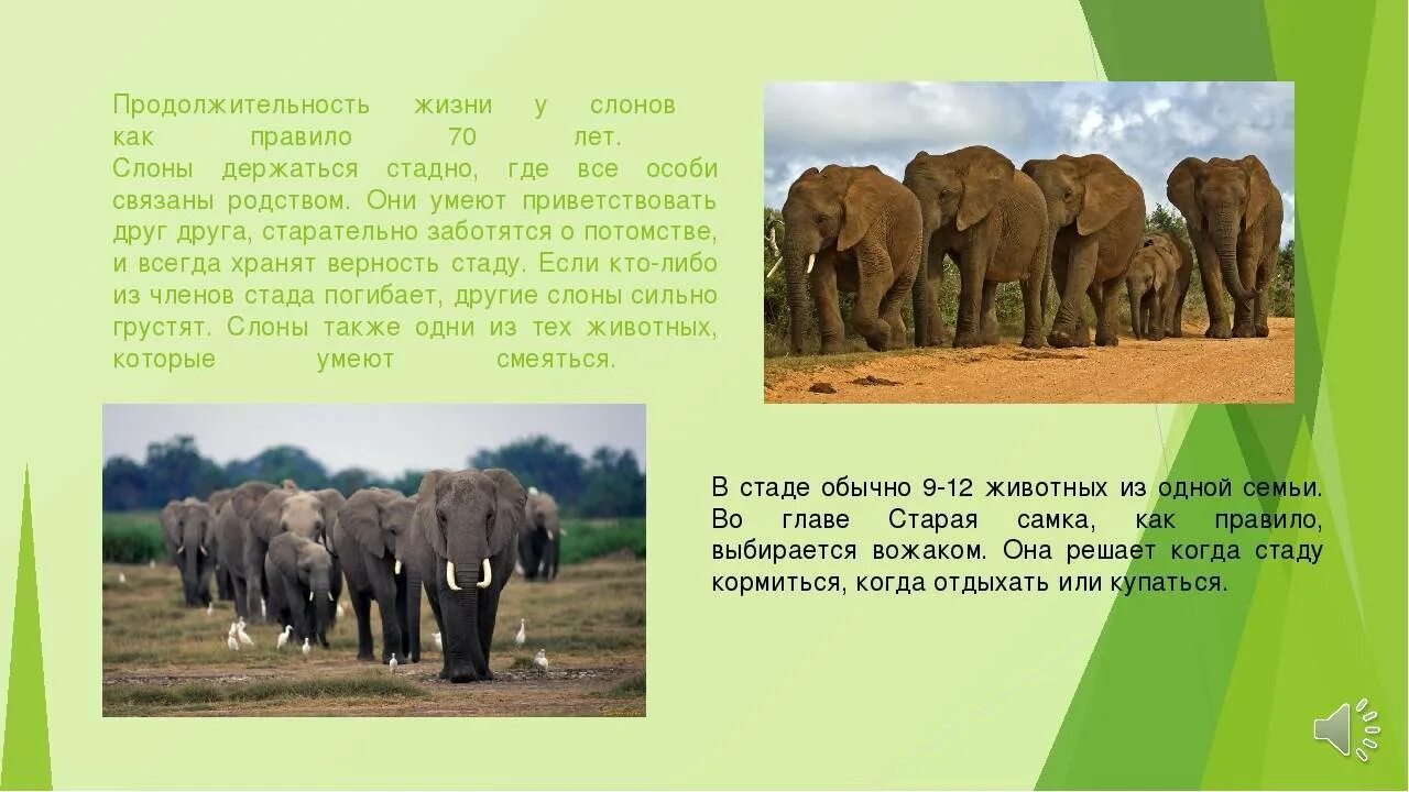 Сколько живут все животные. Продолжительность жизни животных слон. Африканский слон Продолжительность жизни. Слон продолжитеельнлмтьжизни. Индийский слон Продолжительность жизни.