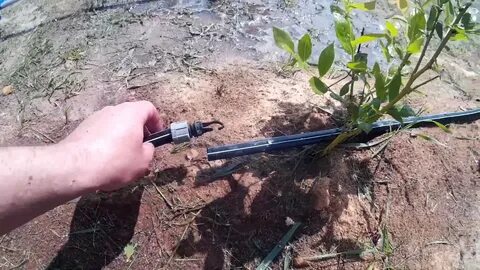 Расстояние при посадке голубики