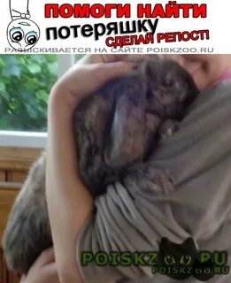 Пропало домашнее животное