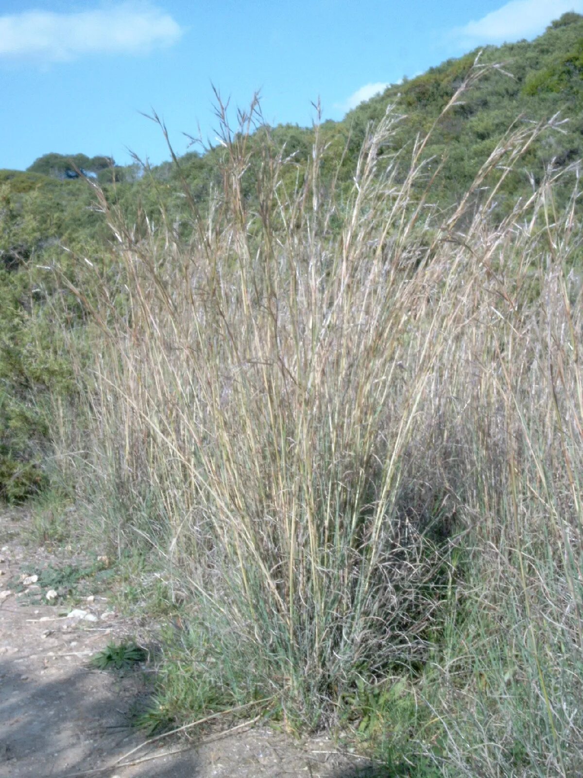 Злак бородач жерарда. Бородач жерарда (andropogon gerardii). Andropogon gerardii. Трава бородач. Бородач жерарди (andropogon gerardii).