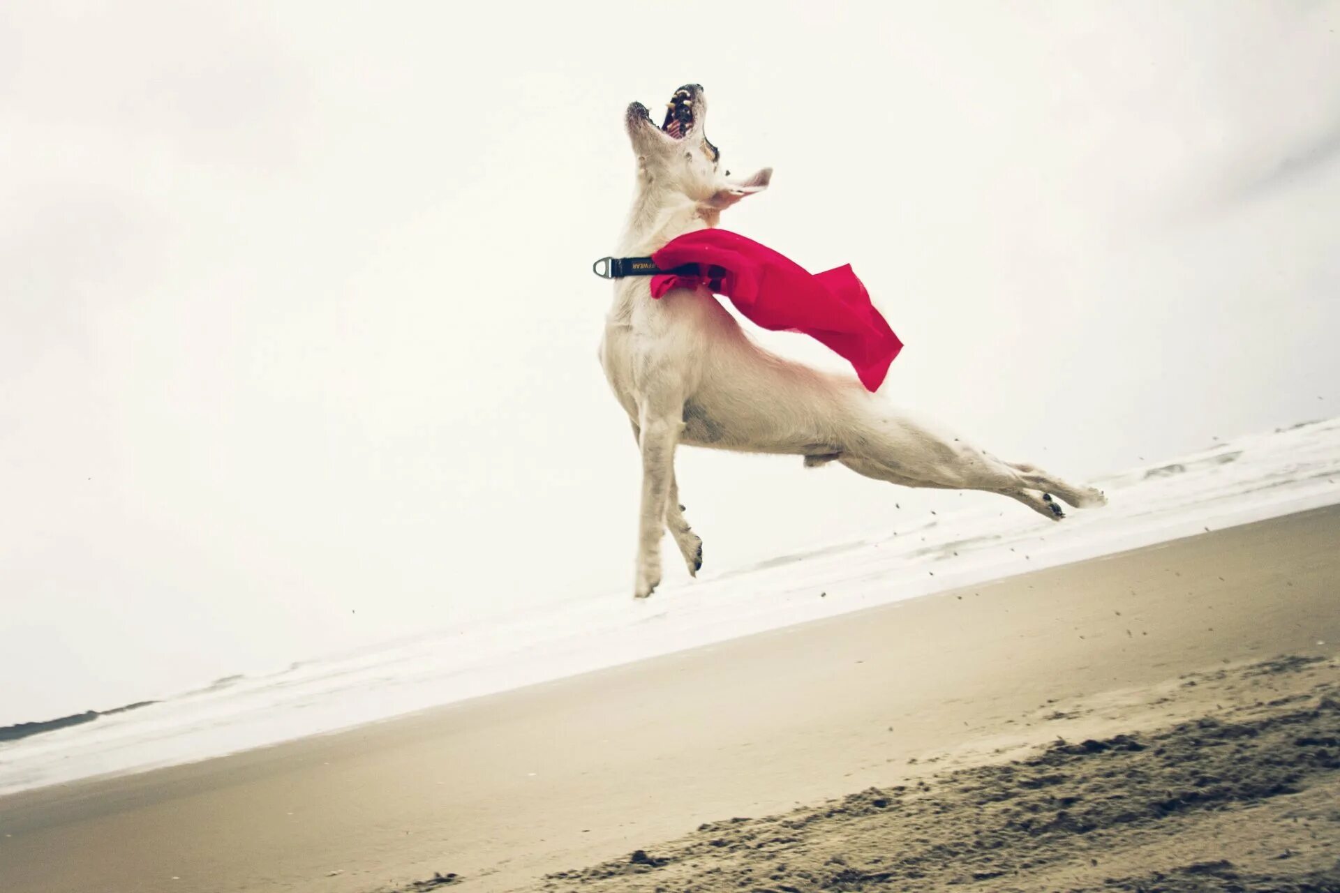 Dog jumping. Бордер колли в прыжке. Dog jumping. Собака бежит. Прыгучая собака.
