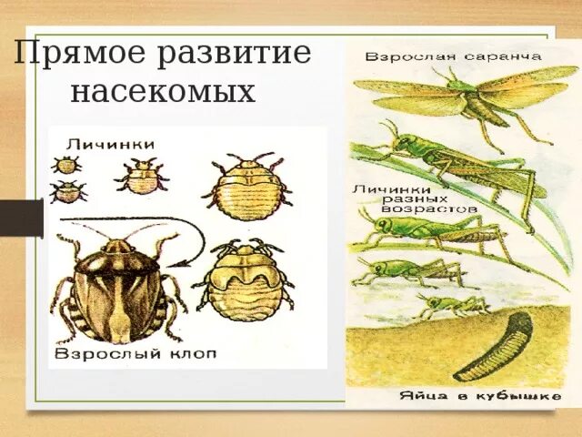 Типы развития животных 7 класс. Схема прямого и непрямого развития насекомых. Прямое развитие насекомых. Прямое развитие насекомых примеры. Прямоу развитие у насекомых.