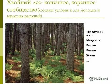 Хвойным лесом под цифрой 3