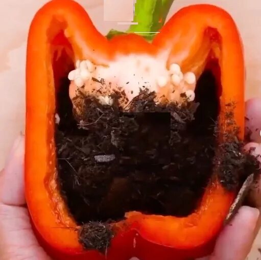 перец в перце вырос. перец в перце вырос. перец в перце вырос. перец в перце вырос. болгарский перец внутри.