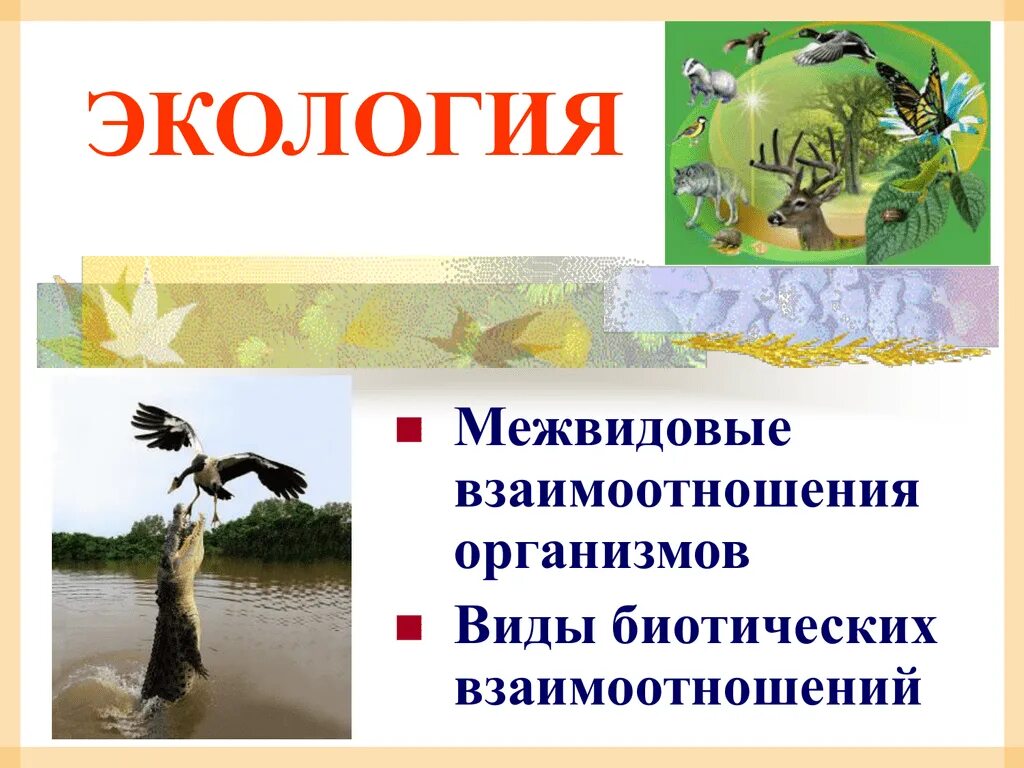Основные задачи экологии. Типы взаимодействия организмов. Биотические экологические факторы. Межвидовые взаимоотношения. Биотические экологические факторы хищничество.