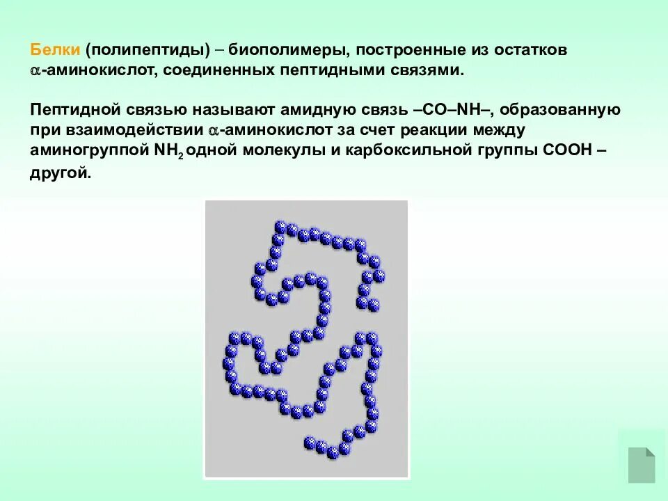 Молекула белка является полимером