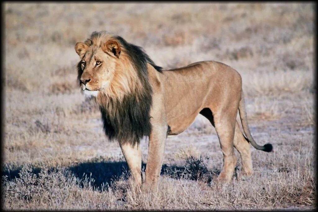 Wild parts. Девиз Дикие львы. Thin животное. Thin Lion. Hungry Lion.