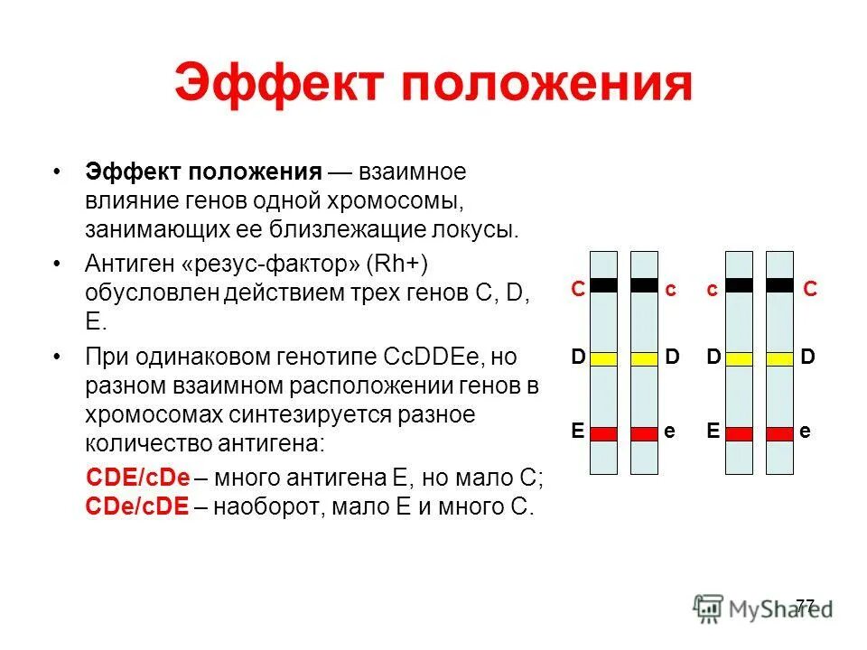 Эффект положения. Расположение генов в хромосомах. Взаимное расположение генов в хромосоме. Линейное расположение генов в хромосоме.