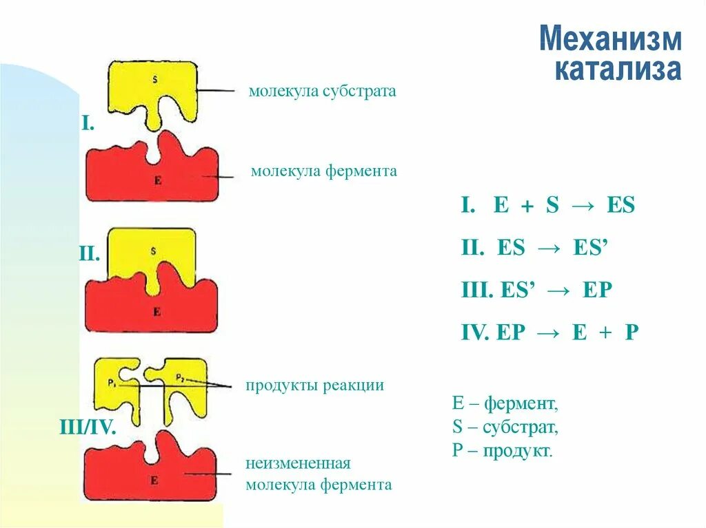 Механизм катализа. Механизм ферментативного катализа. Механизм вращательного катализа. Этапы действия ферментов. Механизм действия ферментативного катализа.