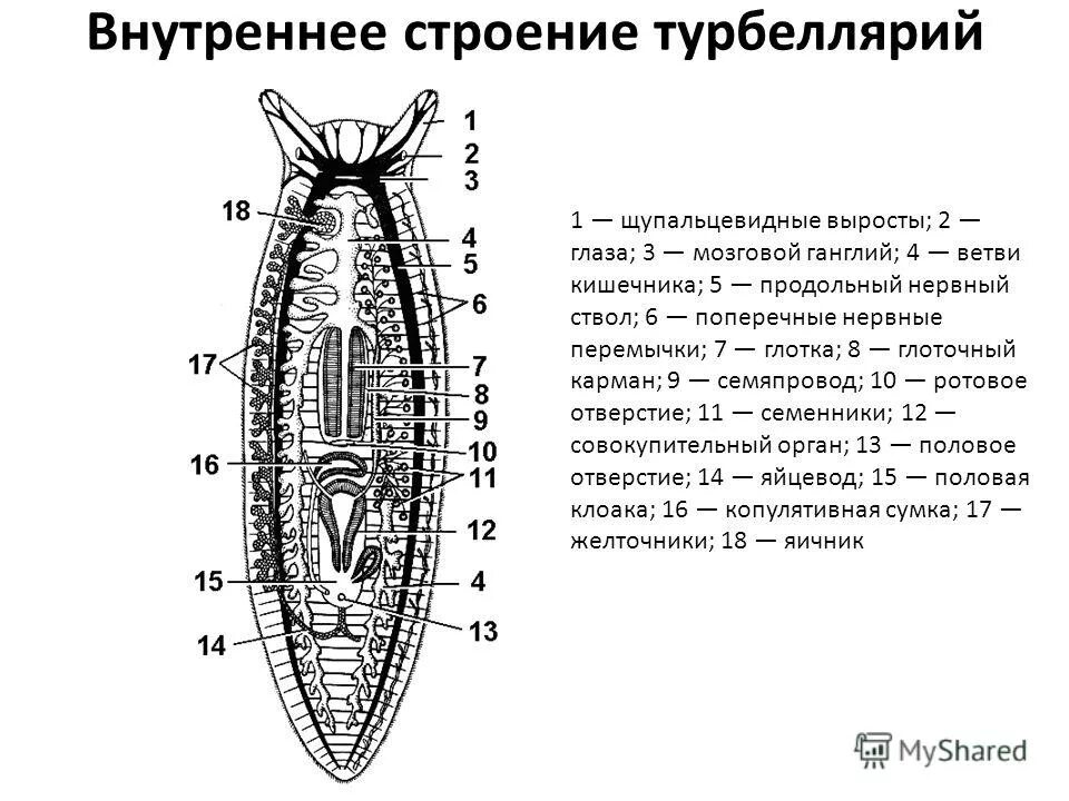 Внешнее и внутреннее строение плоских червей. Класс ресничные черви внутреннее строение. Ресничные плоские черви внешнее строение. Внешнее и внутреннее строение плоских червей. Внешнее и внутреннее строение плоских червей.