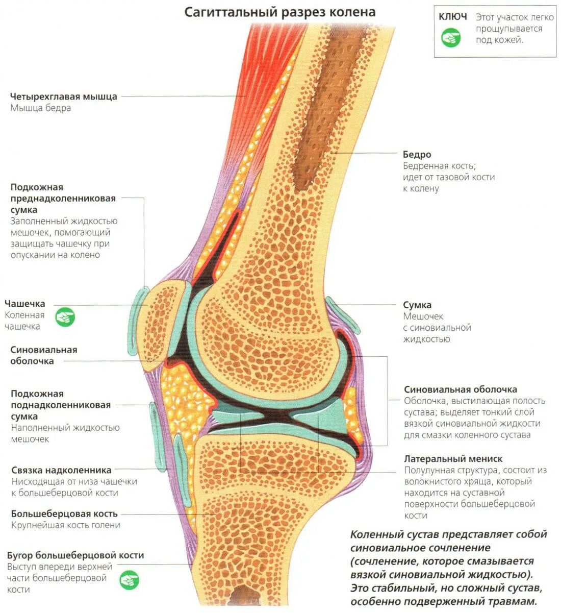 Схема строения коленного сустава. Капсула коленного сустава анатомия. Коленный сустав в разрезе анатомия. Левый коленный сустав строение анатомия.