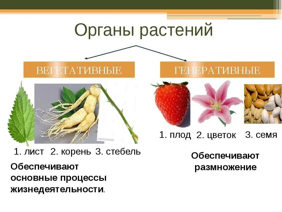 Вегетативные и генеративные органы растений таблица. Вегетативные органы растений 6 класс биология. Вегетативное и генеративное размножение. Вегетативные и генеративные органы. Установите соответствие вегетативные органы генеративные органы