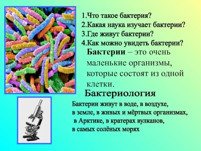 Интересные факты о бактериях. Факты о микробах. Интересные факты о микробах. Рассказ о бактериях. Наука изучающая бактерии называется