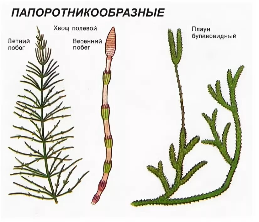 Хвощ зимующий строение. Побег плауна. Весенний побег хвоща. Весенний побег хвоща полевого. Хвощи примеры растений
