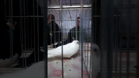 Голуби рязани