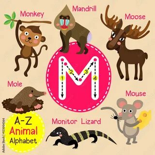 I m animal