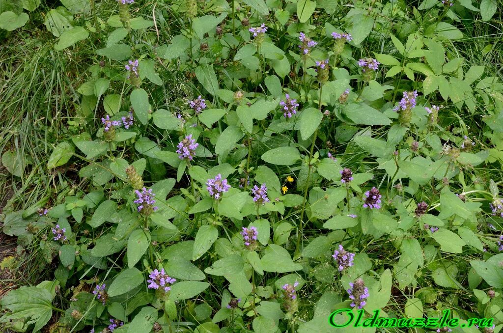 Prunella vulgaris. Прунелла обыкновенная. Прунелла черноголовка многолетник. Прунелла лесная. Черноголовка лечебные свойства.