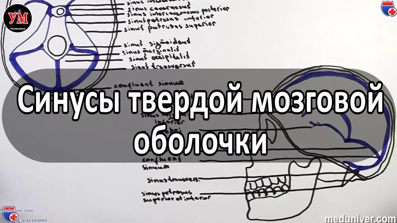 Html meduniver. Синусы твердой мозговой оболочки. meduniver.com. тампонада синусов твердой мозговой оболочки. meduniver.com все по медицине.