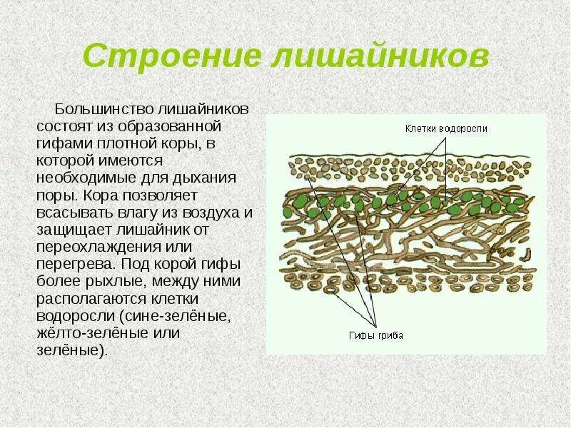 Лишайники биология строение. Строение лишайника 5. Строение лишайников 7 класс биология. Строение лишайника микобионт. Клетки лишайника под микроскопом.