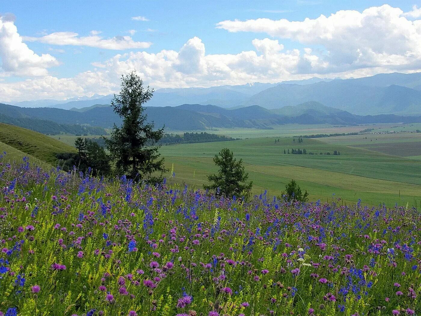 Природные условия луга. Горный Алтай разнотравье Долина. Уймонская Долина горный Алтай. Красота горного Алтая Уймонская Долина. Уймонская степь.