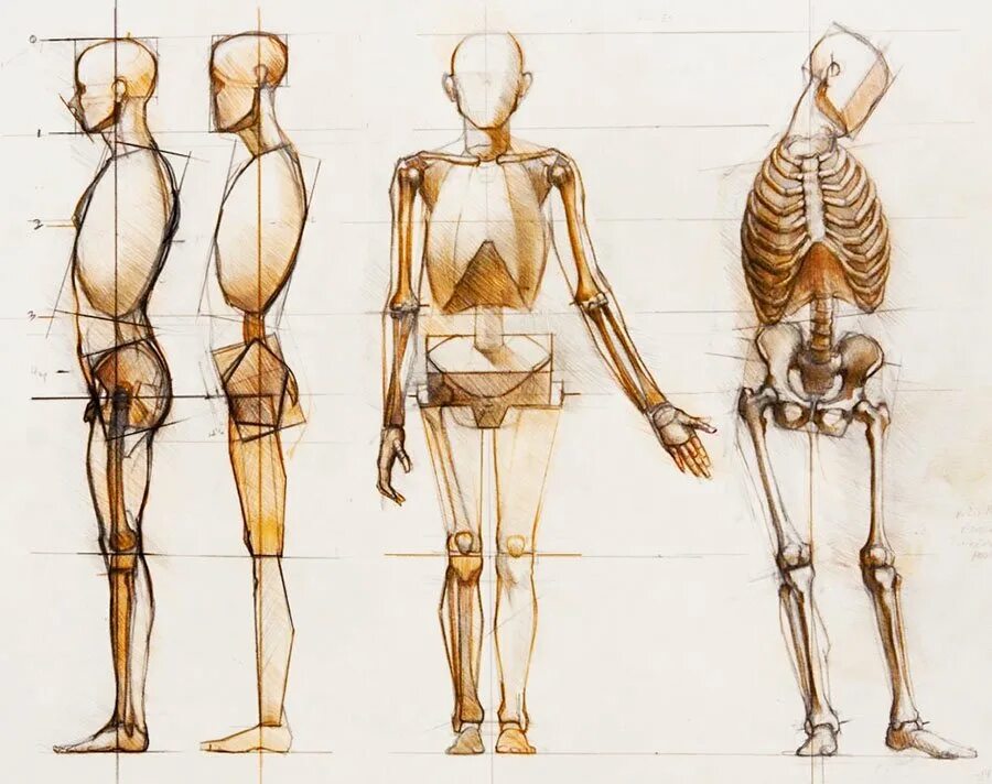 Фигура человека анатомия. Скелет человека пластическая анатомия для художников. Анатомия скелета человека Баммес. Баммес анатомия женская фигура. Баммес художественная пластическая анатомия человека.