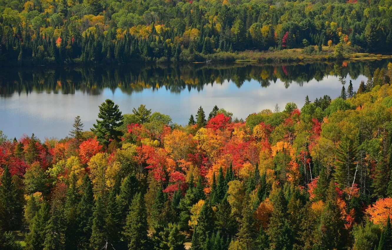 Смешанные и широколиственные леса реки и озера. Смешанные леса озера. Леса россии. России смешанные леса россии. Хвойно-широколиственный лес.