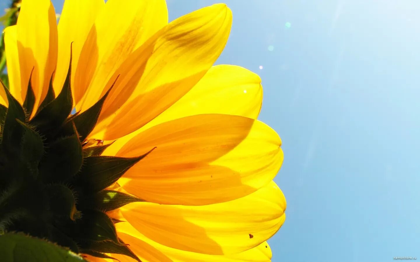 Yellow better. Yellow better. Yellow the best. Голден еллоу. Закрытый подсолнух.