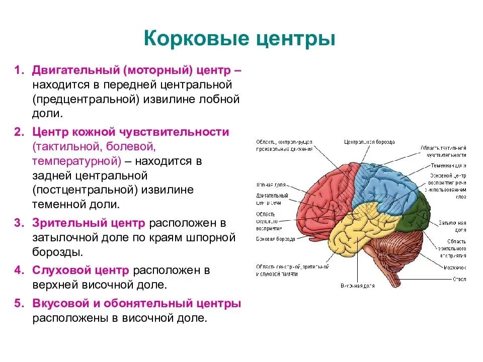 Зрительная зона коры больших полушарий проводниковый. Строение лобной доли конечного мозга. Чувствительные зоны коры больших полушарий таблица. Корковые центры коры головного мозга.