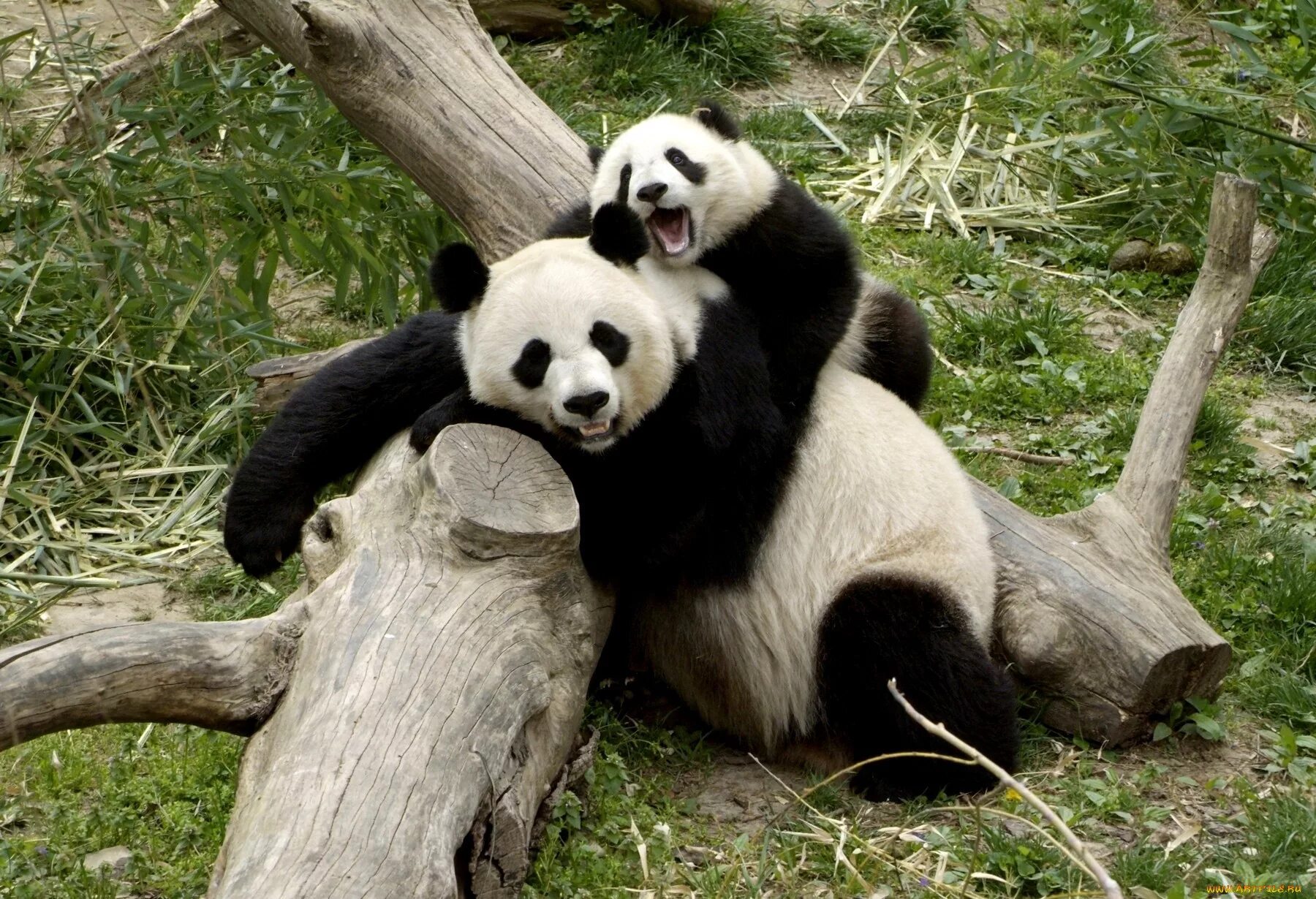 Pandas na