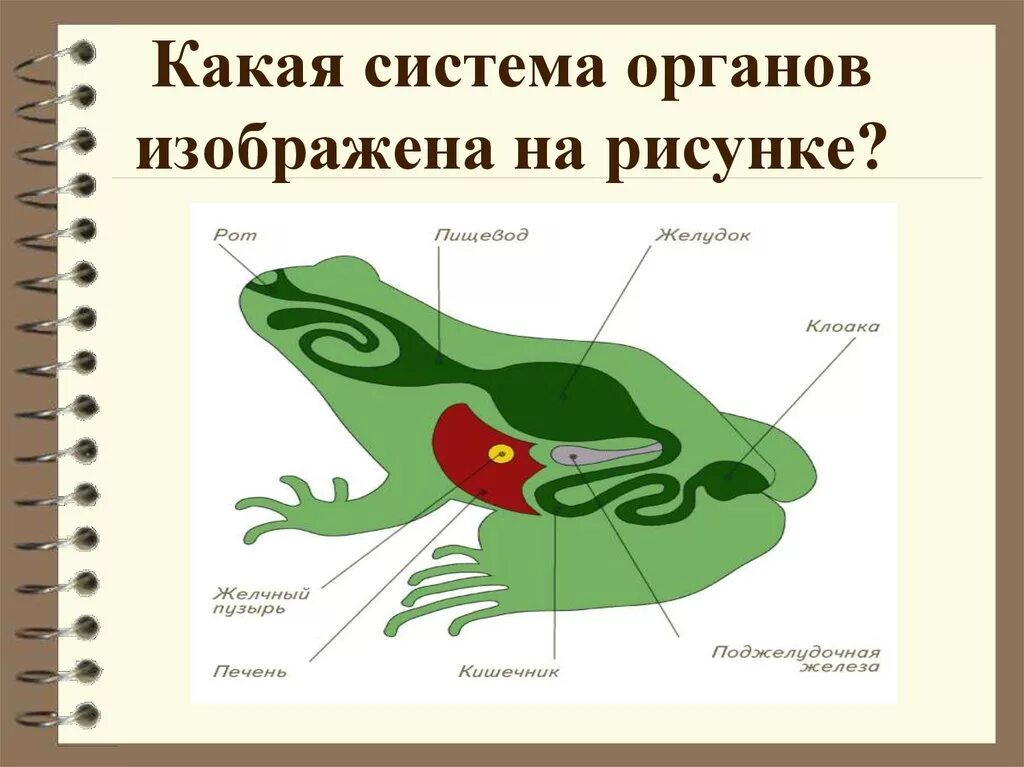 Органы пищеварительной системы лягушки на рисунке. Строение пищеварительной системы земноводных. Схема пищеварительной системы лягушки. Органы пищеварительной системы у амфибий.