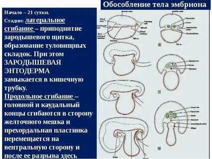 Образование двухслойного зародыша происходит на стадии