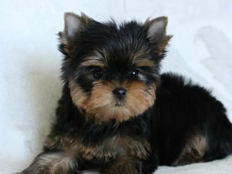 россия щенки йоркширского терьера. терьермон. ершистый терьер мини. йоркширские терьеры брянск. йоркширские терьеры брянск.