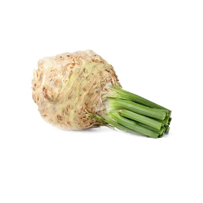 Как выглядит корневой сельдерей. Сельдерей корневой. Сельдерей корневой. Сельдерей корневой. Сельдерей корнеплод.