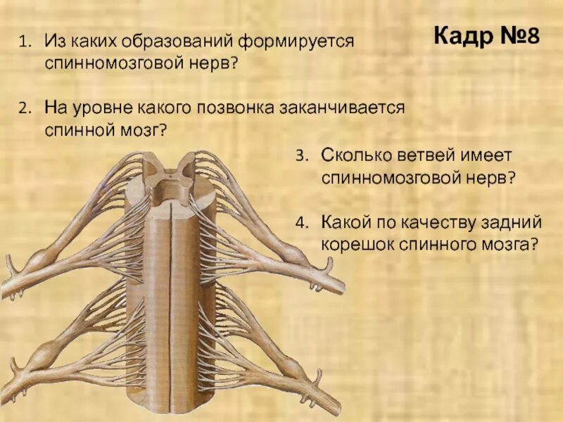 Образования Корешков спинномозговых нервов. Спинной мозг спинномозговой нерв. Образование Корешков спинного мозга. Формирование спинномозгового нерва. Сколько пар спинномозговых нервов отходит от спинного