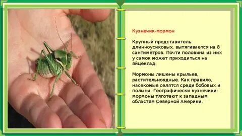 Расписание кузнечики