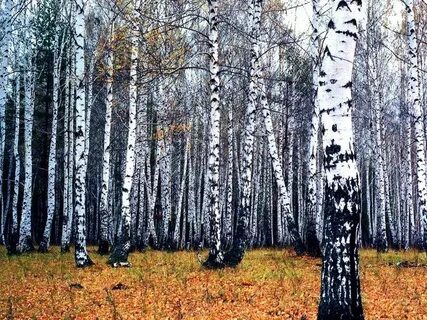 Осенний день в березовой роще тургенев